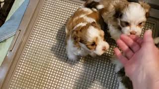 honey babies waiting for meal