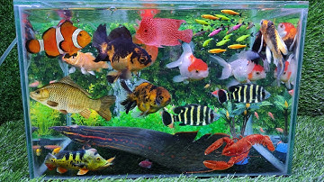 video bể nuôi cá cảnh, cá koi, cá vàng, cá nemo, cá betta, cá bảy màu, rùa, cá da trơn, lươn biển