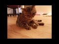 Смешное видео. Пьяный кот. Смотреть всем смешное видео про кота!!!