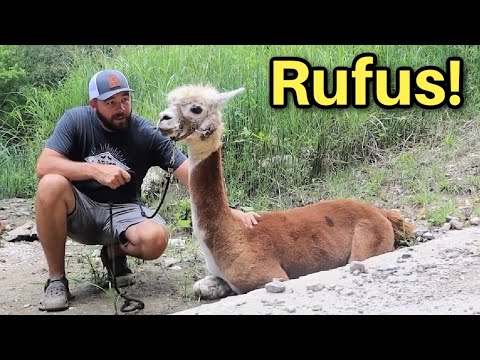 The Legend of Rufus