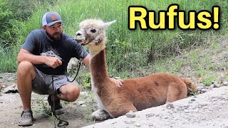 The Legend of Rufus