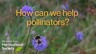 How Can We Help Pollinators?