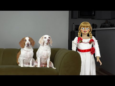 Dogs vs Annabelle Prank: Funny Dogs Maymo & Potpie Can't Get Rid of Scary Annabelle Doll!