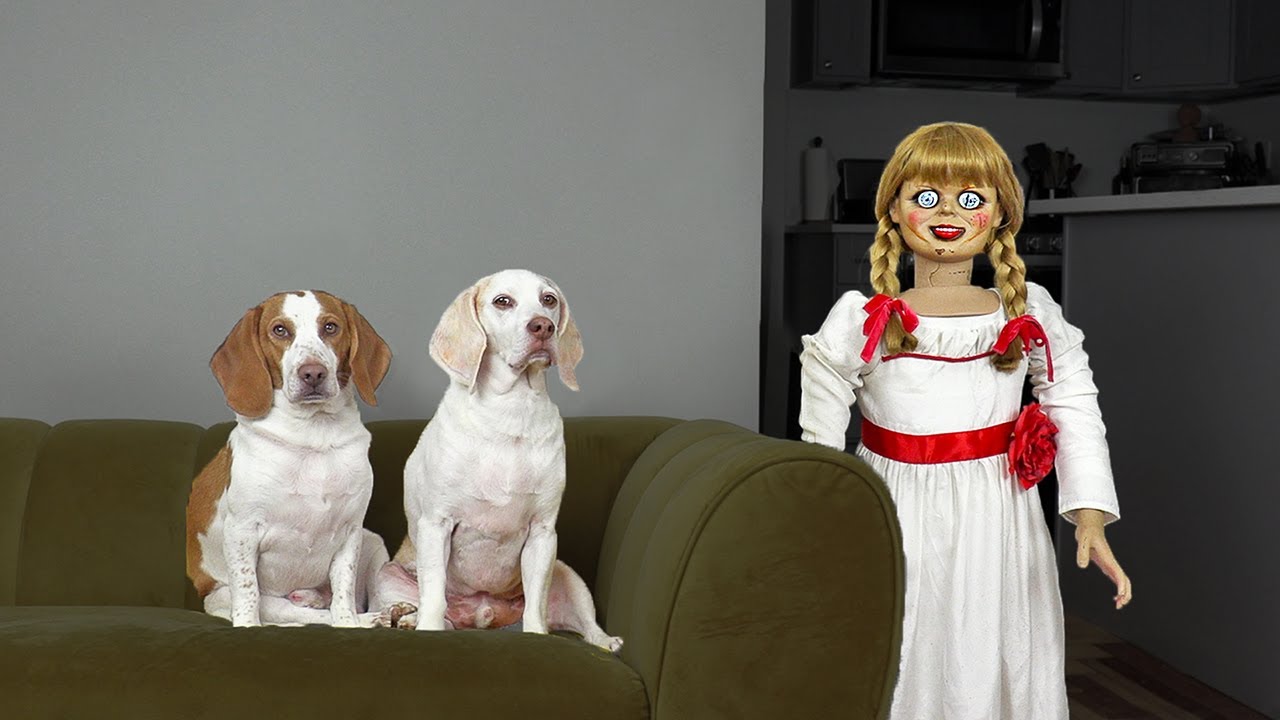 Dogs vs Annabelle Prank: Funny Dogs Maymo & Potpie Can't Get Rid of Scary Annabelle Doll!