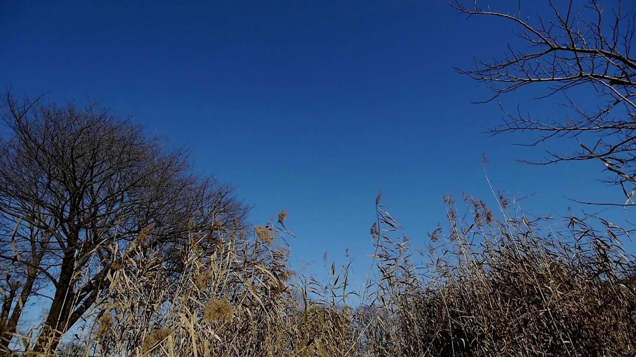 商用利用可能 癒しの自然動画フリー素材no 014冬の青空とススキ 無料映像素材 Youtube