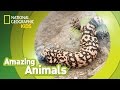 Gila Monster Facts and Misconceptions