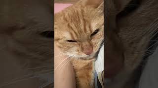 You Won’t Believe What This Cat Did 😂🐾 #shorts  #catmecs #dramecs #catvideos