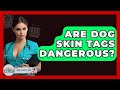 Are Dog Skin Tags Dangerous? - Ask A Pet Vet