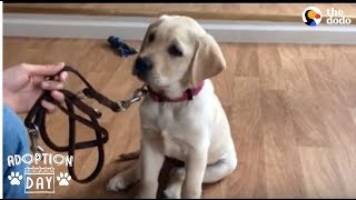 Guide Dog Gets So Excited When She Sees Her New Home  SMUDGE | The Dodo Adoption Day