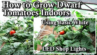 How to Grow  Dwarf Tomatoes Indoor Using White LED Shop Lights: All the Steps & Growth Examples!
