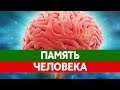 Как работает ПАМЯТЬ ЧЕЛОВЕКА. Как вспомнить забытое? Изучение памяти.