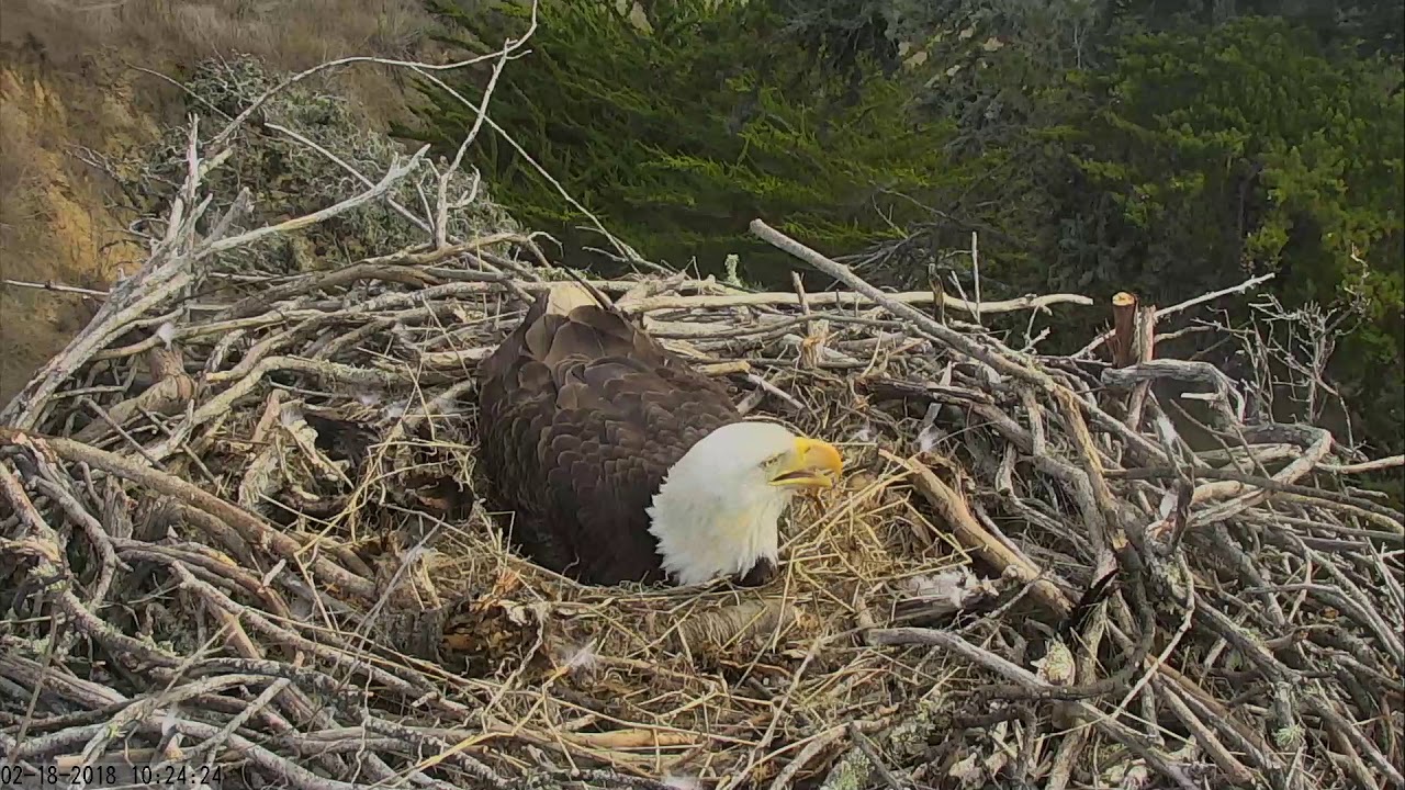 Sauces Bald Eagles Channel Islands Cam 02182018 101747 111748