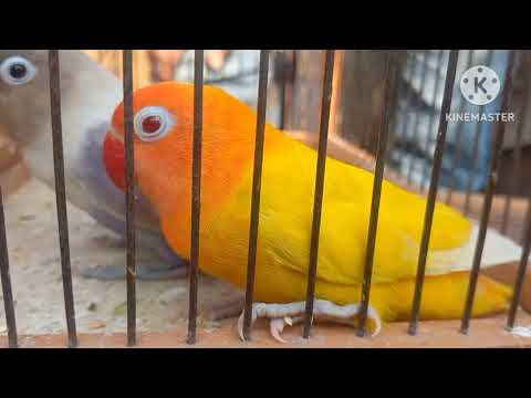 من داخل سوق الجمعة الناس اشترت عصافير ايه وبكام وأسعار العصافير بأرقام اصحابها مباشر من داخل السوق