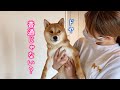 賢いと言われてドヤ顔で決めてくる柴犬が可愛い