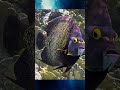 Diver big fish