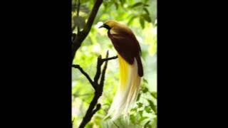 Maro Band - Cendrawasih