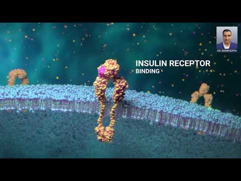 Video: Které přenašeče nadbytku jsou na inzulínu nezávislé?