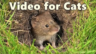 Videos for Cats to Watch ~ Mouse, Vole, Mole and Shrew Fun ⭐ 8 HOURS ⭐