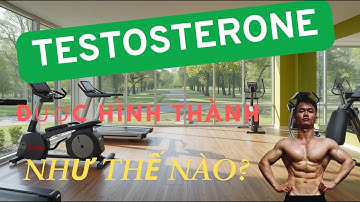 TESTOSTERONE ĐƯỢC HÌNH THÀNH NHƯ THẾ NÀO?