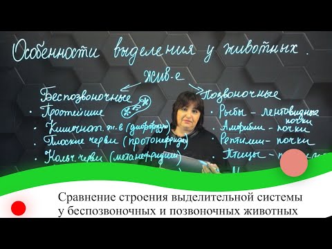 Сравнение строения выделительной системы у беспозвоночных и позвоночных животных. 7 класс.