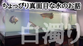 1800水槽、令和元年初飼育水白濁り。。