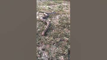 The Mysterious Life of Pythons:An Amazing Video #snake #snakeresque #snakerepellent #shorts #animals