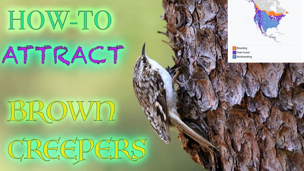 Why We Never See Brown Creepers (Certhia americana)