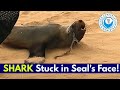 SHARK Stuck in SEAL'S FACE