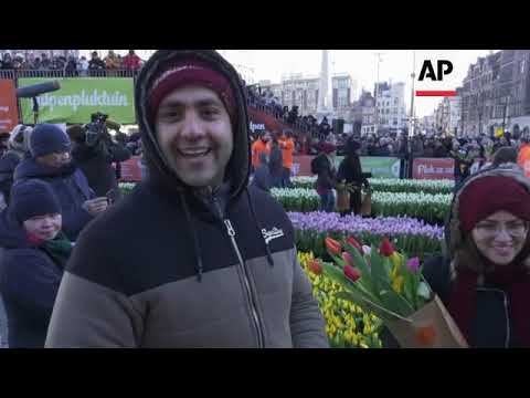 National Tulip Day in Amsterdam