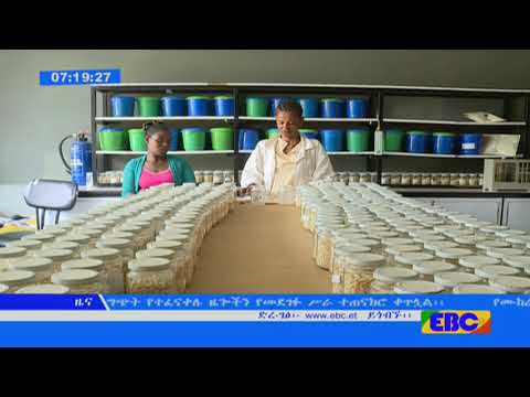 ቪዲዮ: ከንጹህ ዝርያ ጤናማ ያልሆነ ድምፅ ጤናማ ነውን?