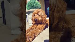 All dogs around the world are chillin during this quarantine... #Shorts #olivialevinn