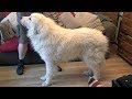 Dog Breed Video: Pyrenean Mountain Dogs