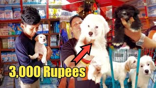 Cheapest Price Of Puppy Pets || Cheapest Pet Shop In North Lakhimpur  || Rafrin's Vlog