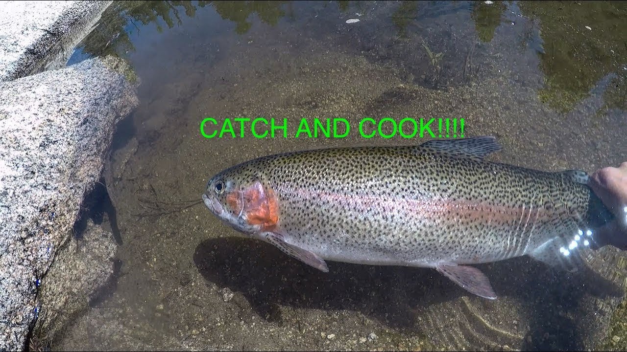 Rainbow Trout - Catch and Cook|Fishing with Joel 