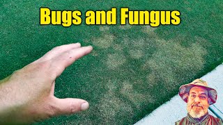 Lawn  Fungus Disease and Lawn Damage Insects