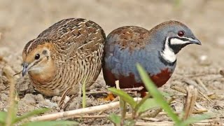 معلومات عن تربية السمان الصيني / Information on breeding Chinese quail