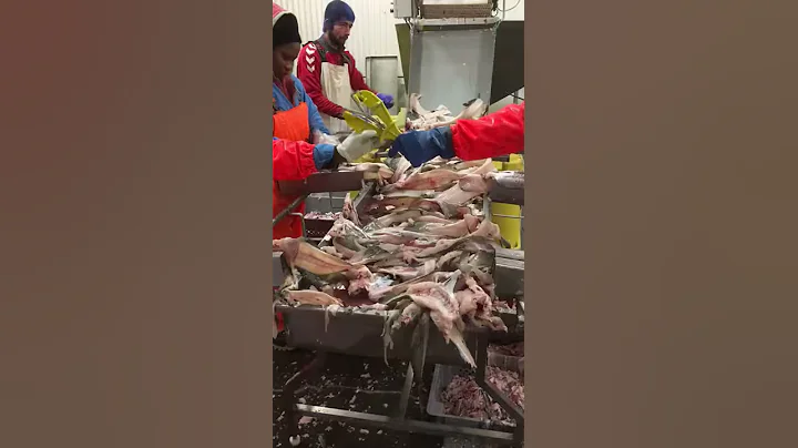 Cutting Fishmaw from Cod Backbones
