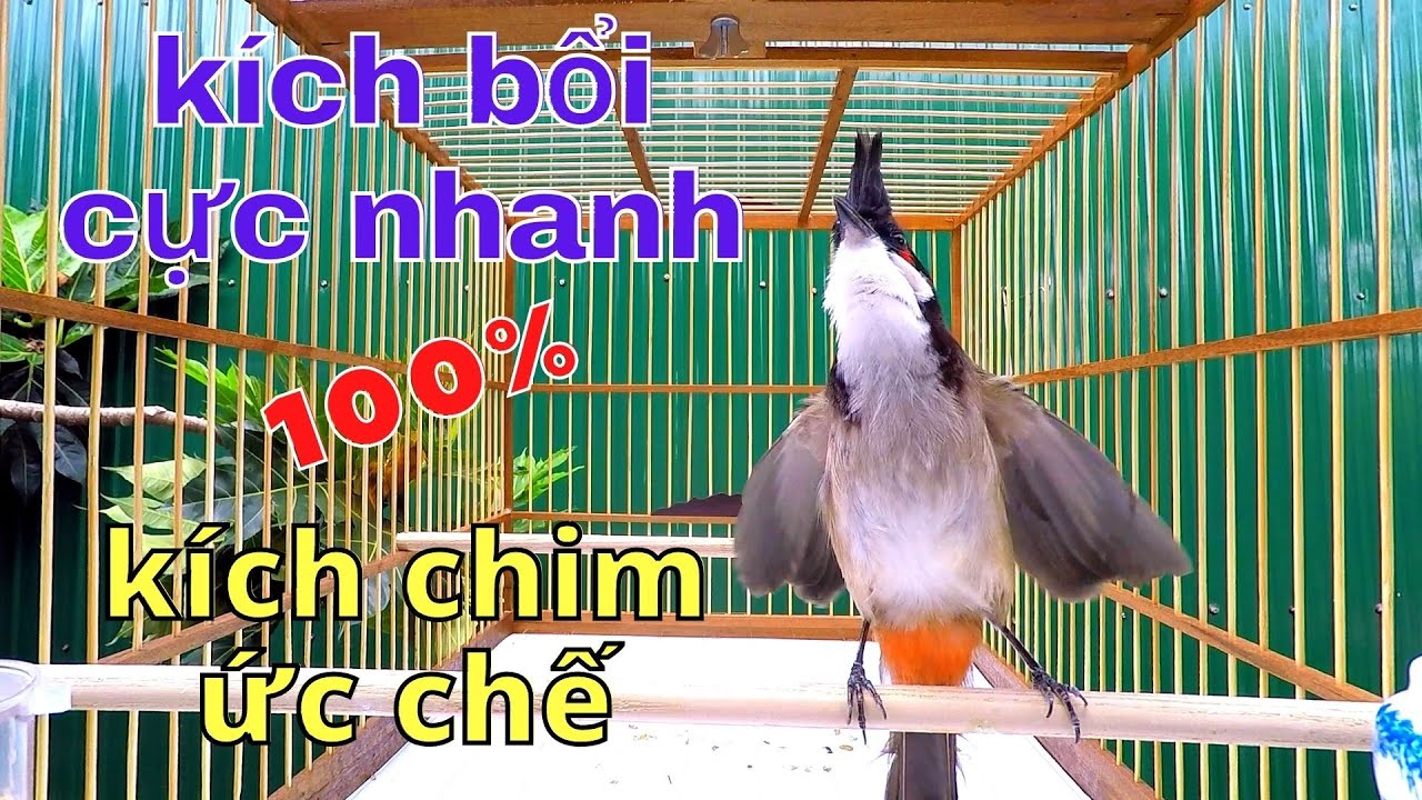 Video Tiếng Kè Kích Chào Mào..chao mao..Chào Mào Đấu Giàn.Kích Lửa Chào Mào Bổi Hót Đấu.bulbul bird
