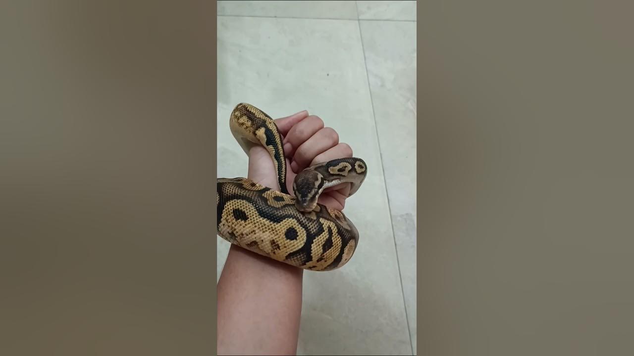 Mr. Ball Python... Smallest Python in the world. #ballpython # ...