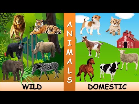 animals-animals-for-kids-wild-animals-domestic-animals-animals-with