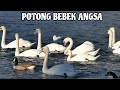 POTONG BEBEK ANGSA | LAGU ANAK POPULER | LAGU ANAK INDONESIA