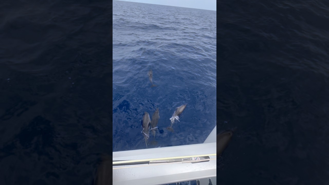 🌊 Why do dolphins love swimming at the bow? 🐬 #tour #dolphin