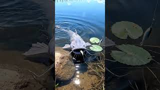 Download Lagu 🤯 HUGE Mekong Catfish BITE! 🎣Unbelievable Bait Reaction!💥 MUST SEE! 👀 MP3