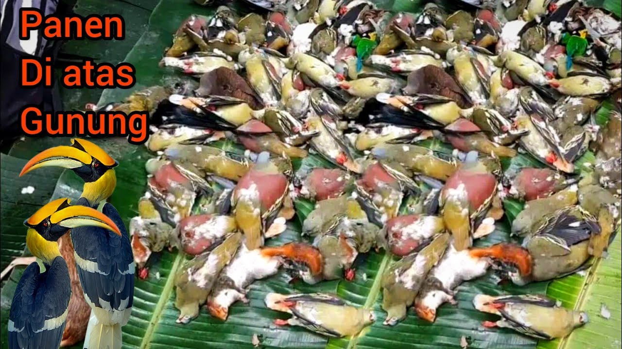 BERBURU PUNAI LANGSUNG KE MARKASNYA.😲😲😲‼️‼️ (Mt.Pawitra)