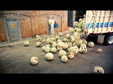 How Millions Agave Piñas Harvest In a Day To Produce Delicious Tequila | HOW TEQUILA IS MADE