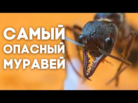 МУРАВЬИ БУЛЬДОГИ - САМЫЕ ОПАСНЫЕ МУРАВЬИ АВСТРАЛИИ! Myrmecia nigrocincta и pyriformis. Димон и пумба