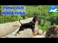 MINI PINSCHER: Características de la raza y consejos.