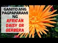 How To Plant African Daisy Or Gerbera + Care And Tips l Outdoor Gardening l Philippines