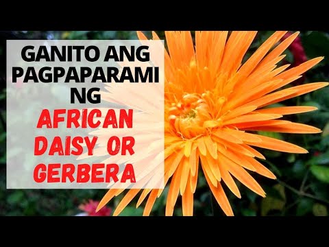 Video: Ano ang hitsura ng mga African daisy?