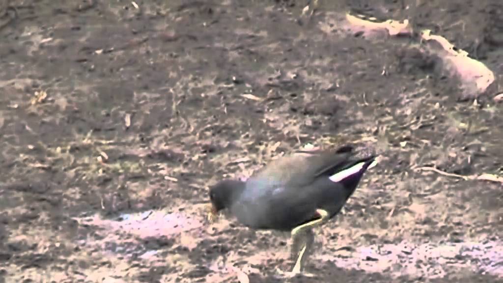 common moorhen foraging 2